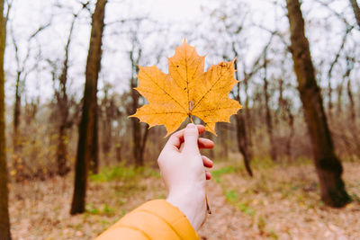 Person holding maple leaves