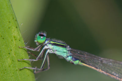 Close-up of insect on leaf