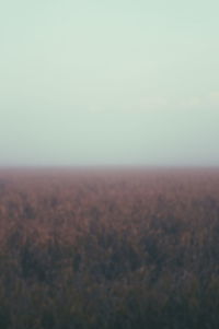 Scenic view of field against clear sky