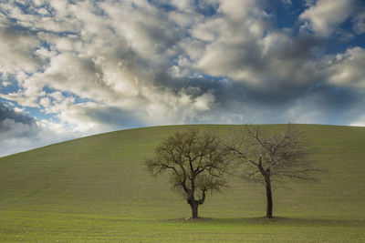 Bare tree on field against sky