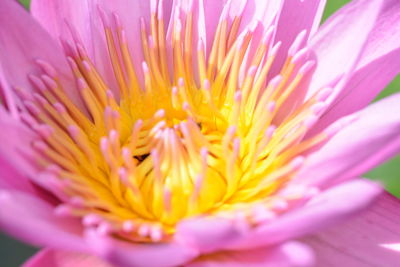 Close-up of pink flower blooming outdoors