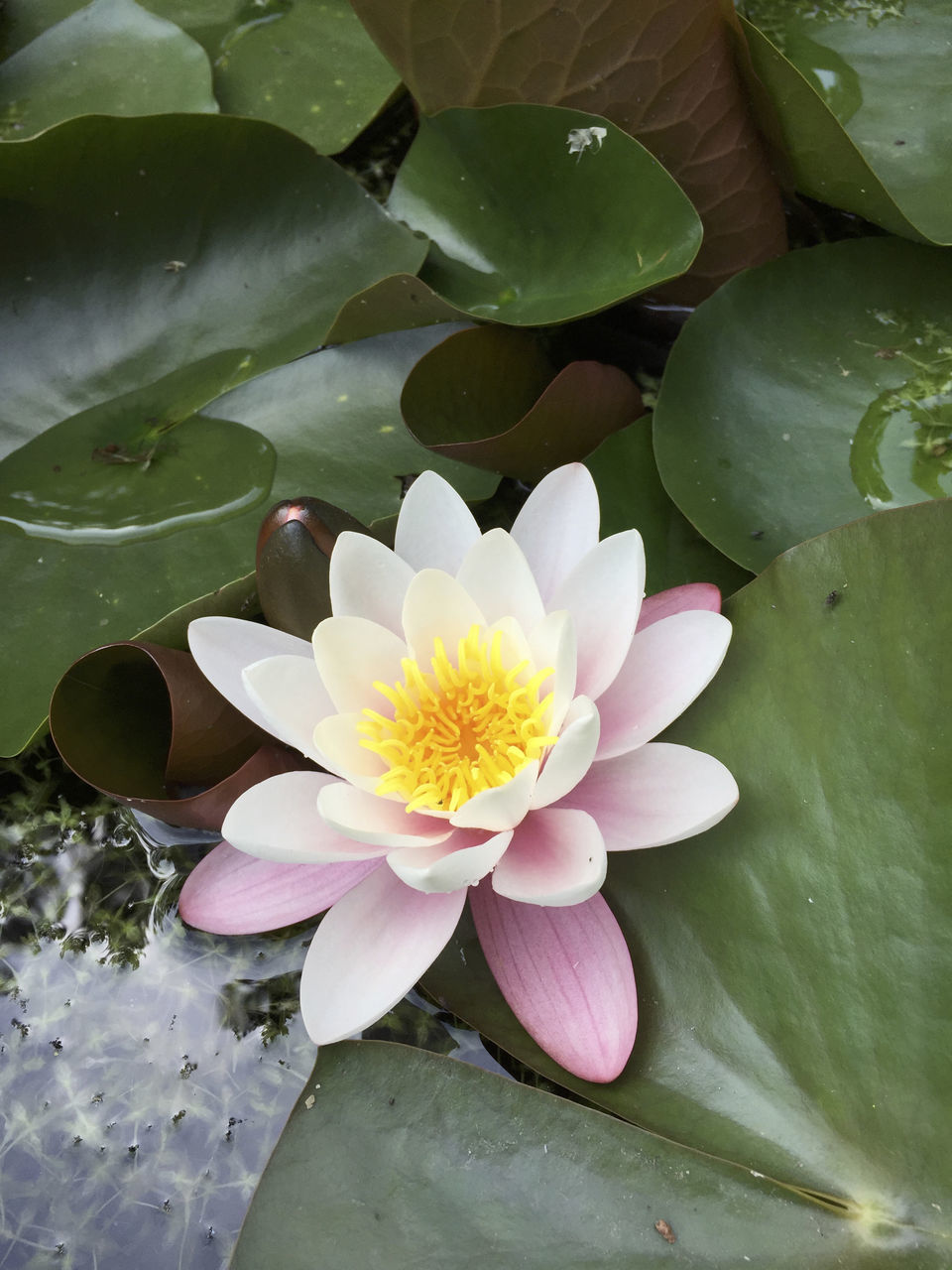 HIGH ANGLE VIEW OF WATER LILY ON LEAF IN LAKE