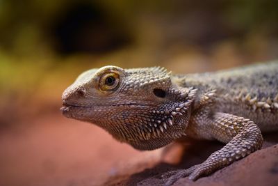 Close-up of lizard