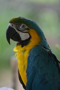 Close-up of gold and blue macaw