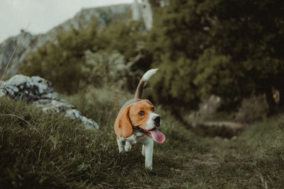 Dog looking away on field