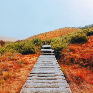 Walkway amidst plants against clear sky