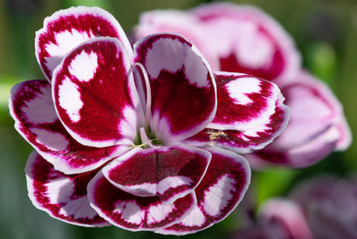 Close up of a pink dianthus flower 