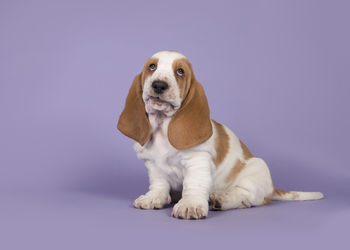 Dog looking away while sitting against gray background