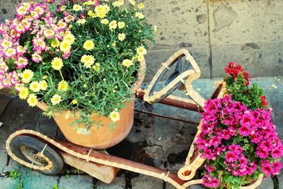 Potted plants in yard