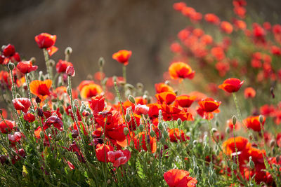 Close-up of red poppy flowers in field