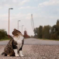 Cat sitting on road against sky