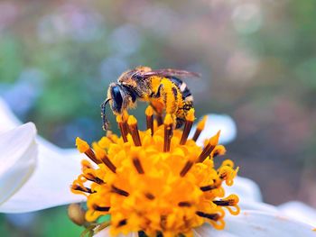 Close-up of insect on flower