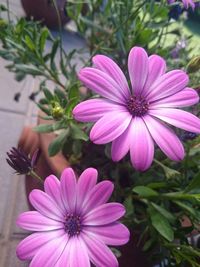 Close-up of pink flower