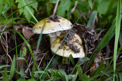 Close-up of mushroom growing on field