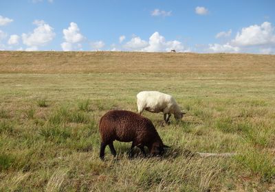 Brown and white sheep grazing together  on field against sky