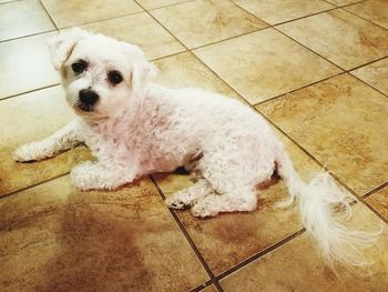 High angle view of dog sitting on floor