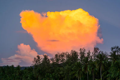 Close-up of tree against sky during sunset