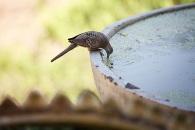 Close-up of snail on wood