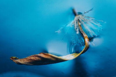 Close-up of feather and leaf floating in water