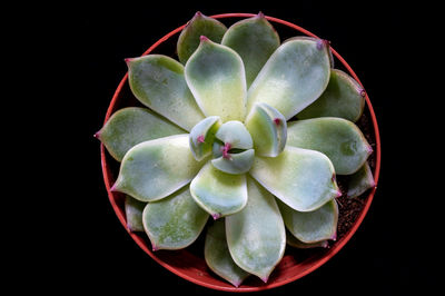 Close-up of succulent plant against black background