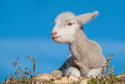 Close-up of an animal against blue sky