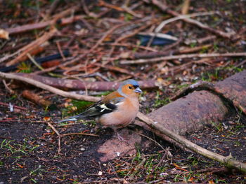 High angle view of bird on land