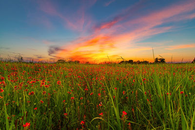 Scenic view of field against sky during sunset