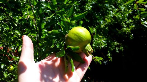 Close-up of hand holding fruit on tree