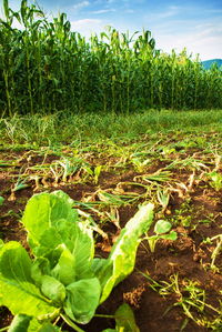 Plants growing on field