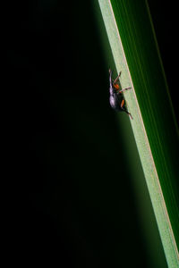 Close-up of ladybug on leaf