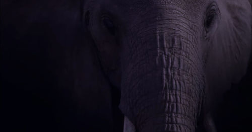 Mother elephant 