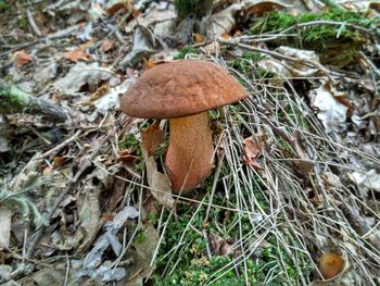 High angle view of mushroom growing on field