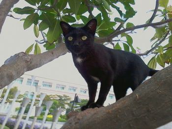 Low angle view of cat