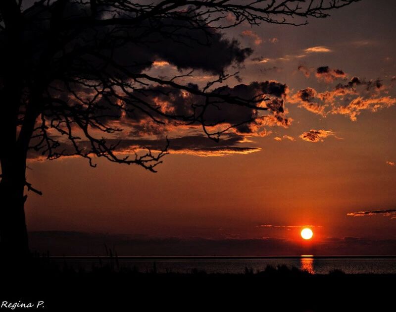 SILHOUETTE OF TREES AT SUNSET