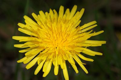 Close-up of yellow flower