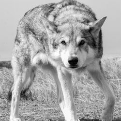 Portrait of dog standing on field