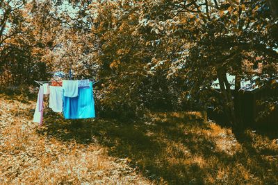 Clothes hanging against trees in back yard