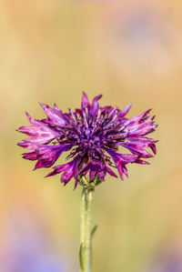 Close-up of purple flowering plant