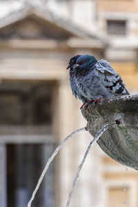 Close-up of pigeon perching on wood against building