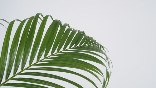 Close-up of palm leaves against clear sky