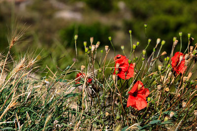 Close-up of red poppy flowers on field