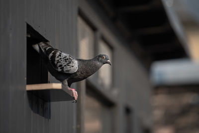 Close-up of bird perching on feeder