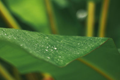 Close-up of raindrops on leaf