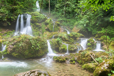 Scenic view of waterfall in forest