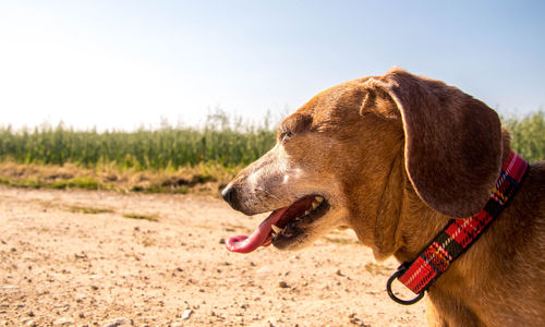 Close-up of a dog