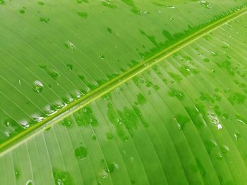 Full frame shot of wet leaves