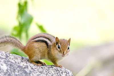 Close-up of squirrel on rock