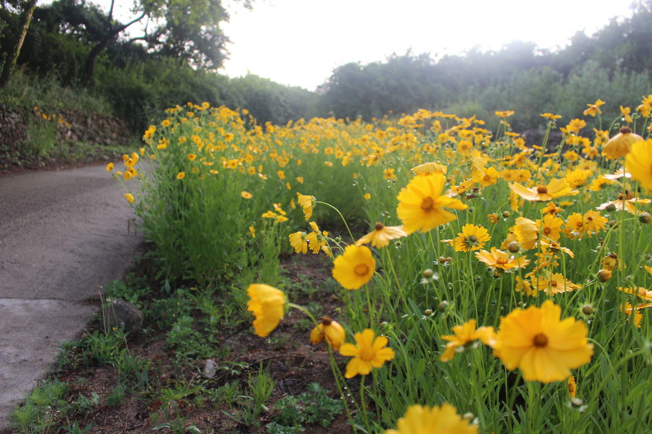 flower, freshness, yellow, fragility, growth, beauty in nature, petal, field, blooming, plant, nature, flower head, in bloom, blossom, clear sky, springtime, landscape, abundance, tranquility, tranquil scene