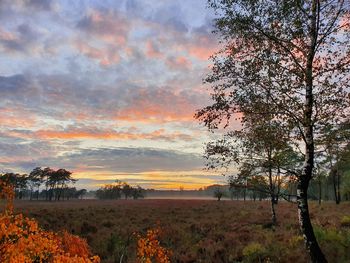 Trees on field against sky during sunset