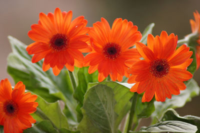 Close-up of orange flowering plants